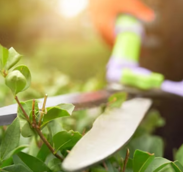 O Verde Começa Aqui Primeiros Passos na Jardinagem (2)