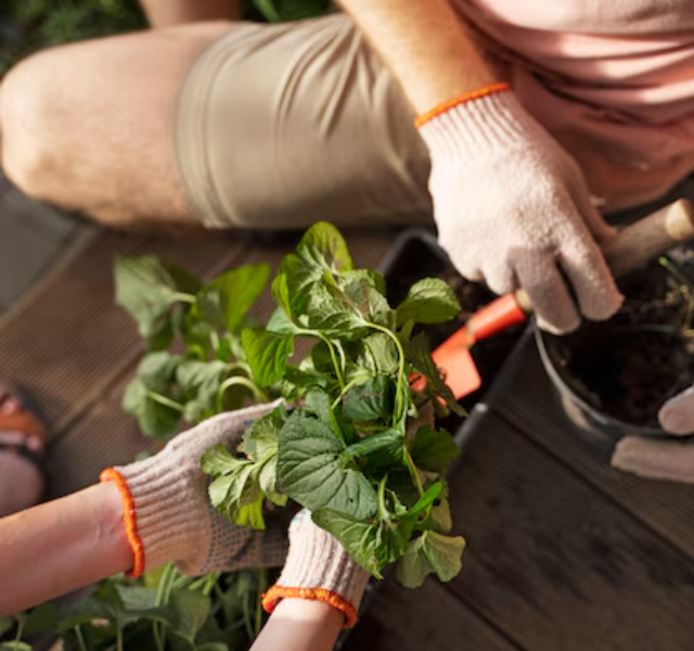 Cultivando Bem-Estar Jardinagem e Saúde (11)